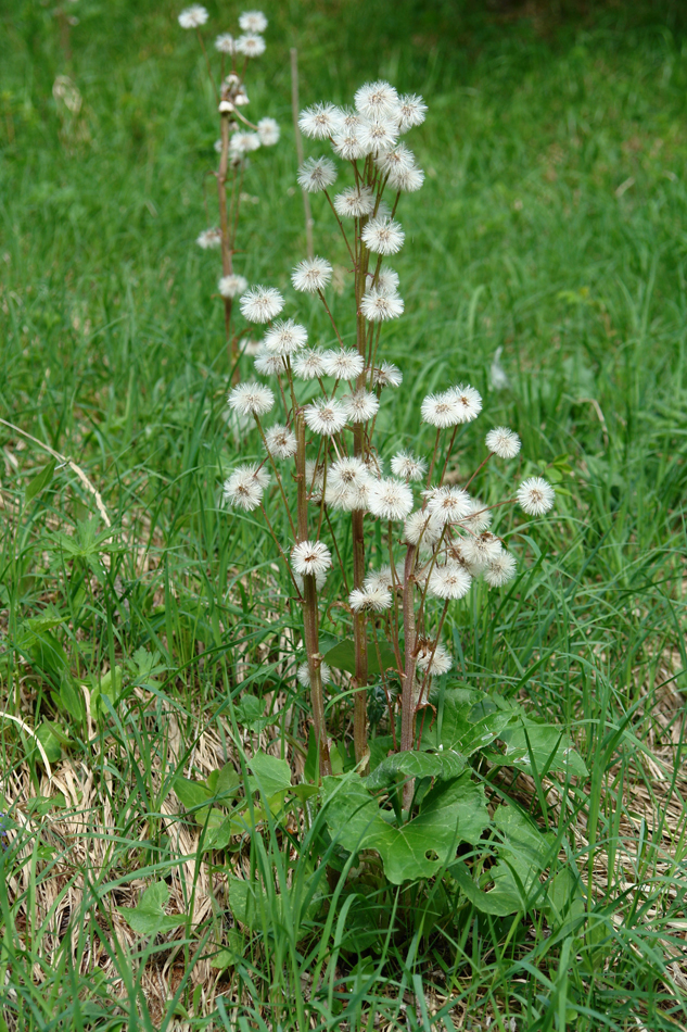Petasites sfluri
